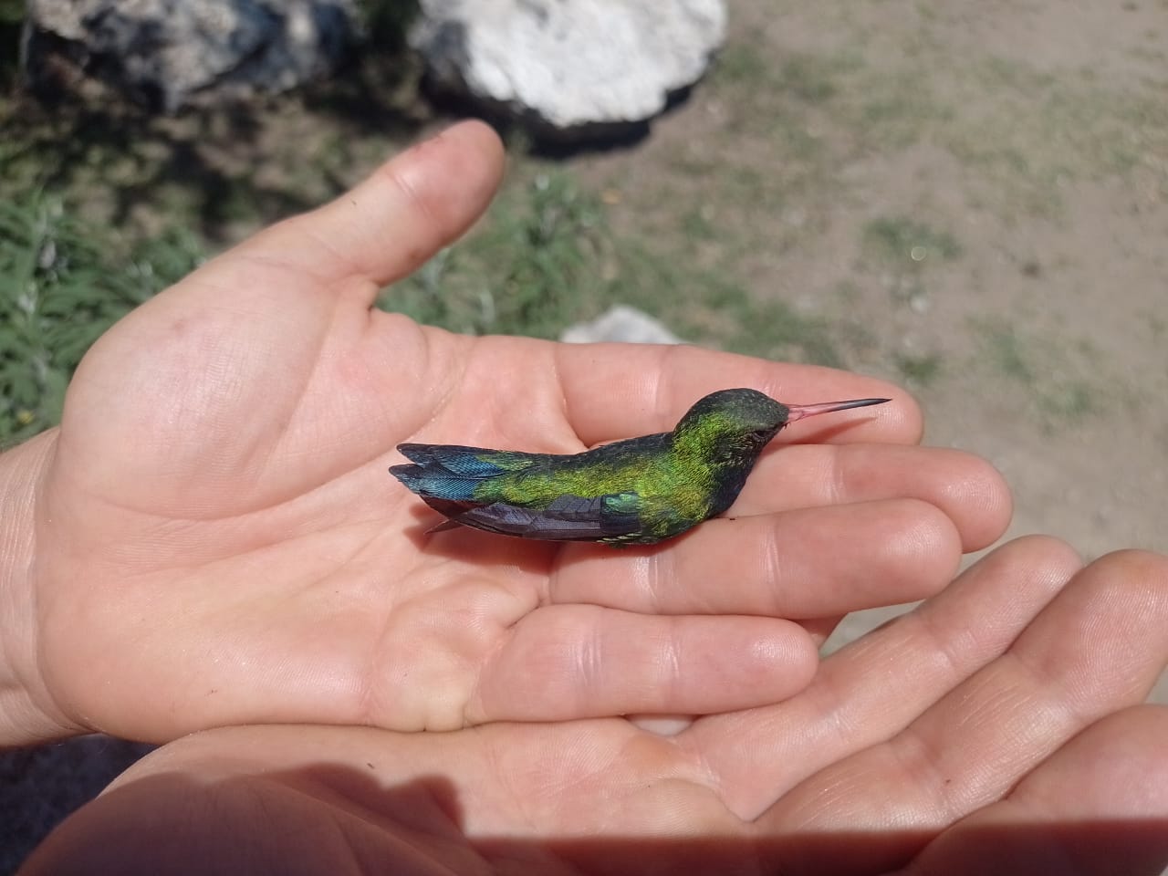 Equipo de la Fundación Eco Diversidad en La Florida, San Luis